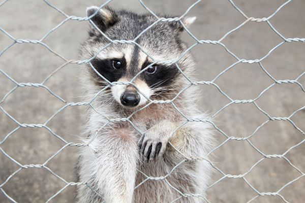 Atlanta Wildlife Removal