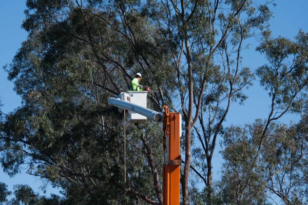 Atlanta Tree Trimming